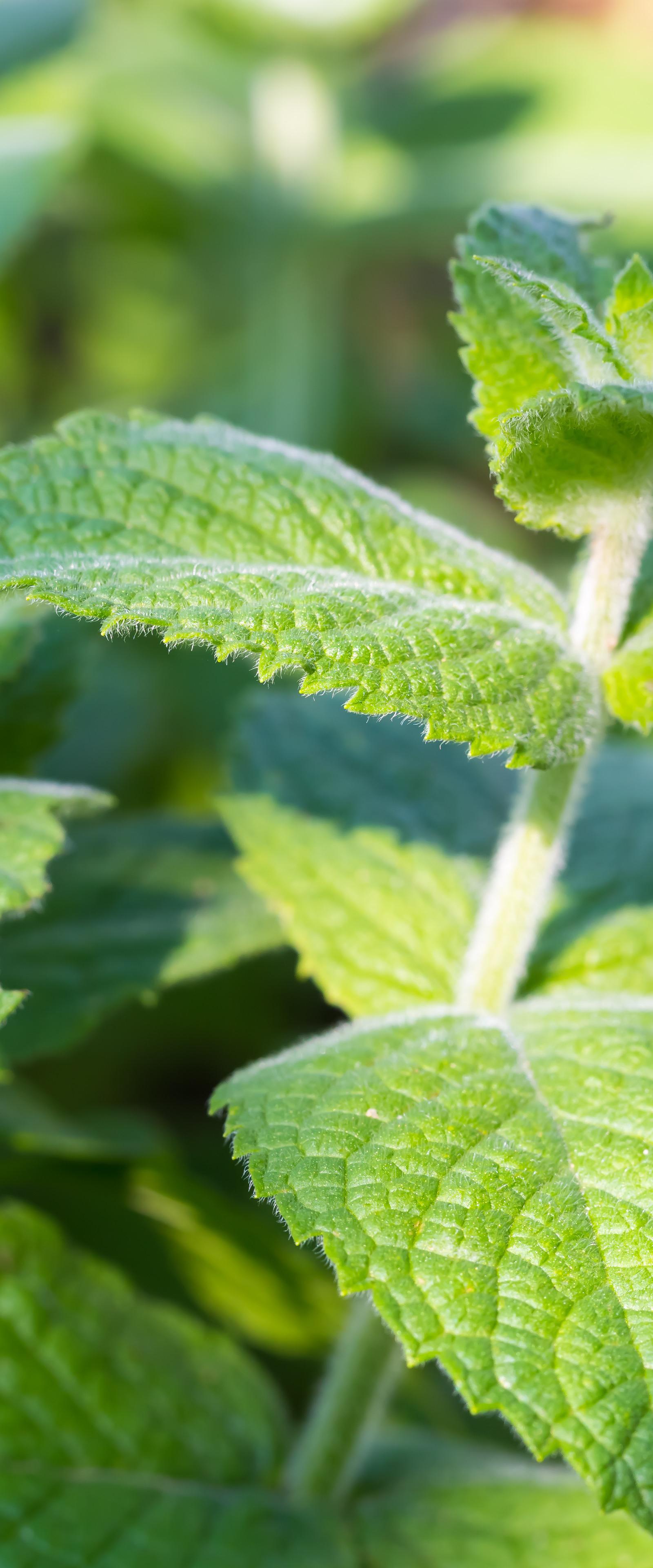 Grune Sosse: The Seven-Herb Green Sauce Frankfurt Calls Its Own
